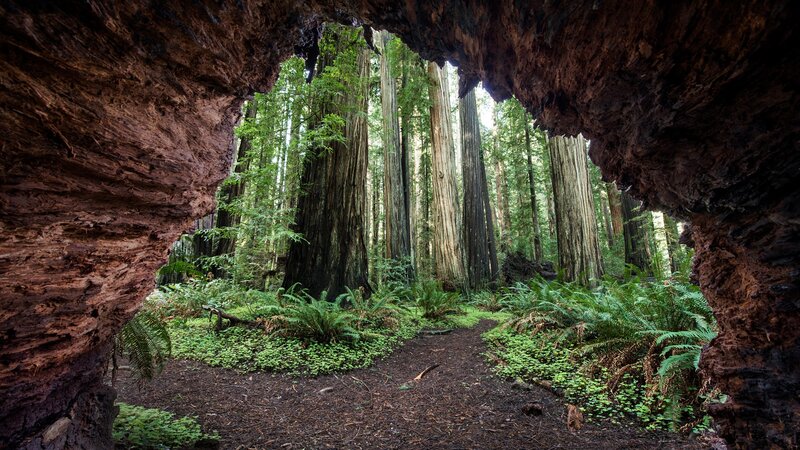 Redwood Forest Tunnel