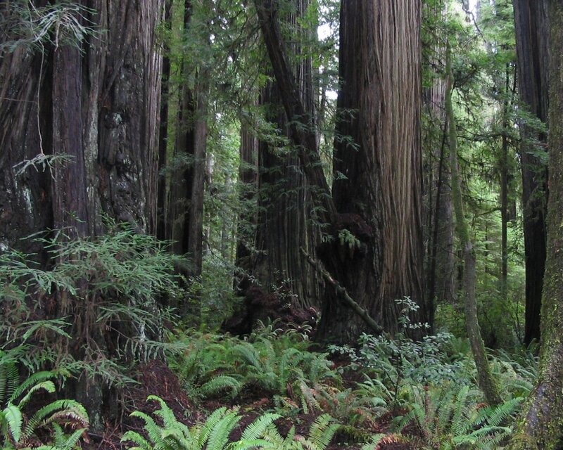 Redwood forest with ferns