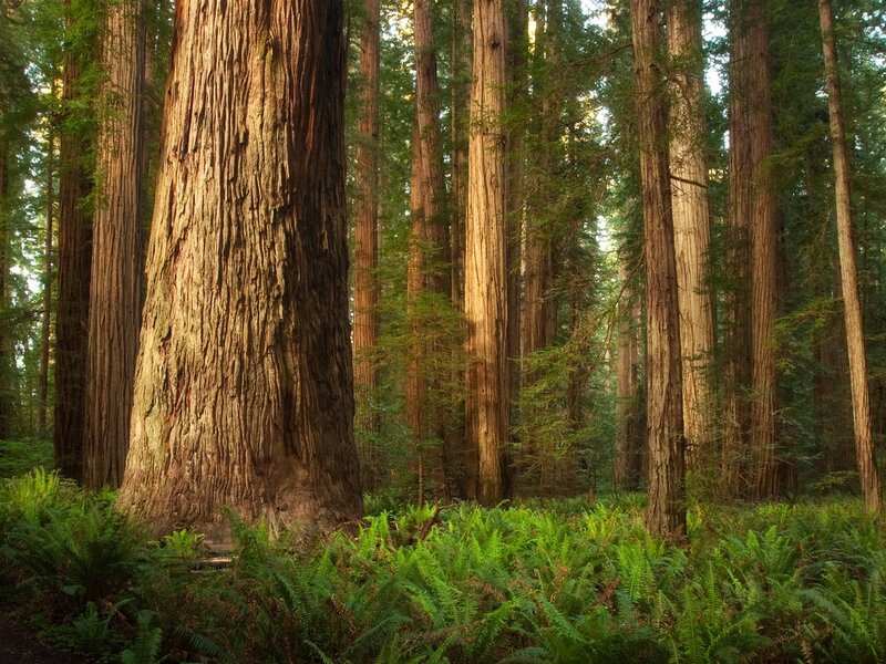 Redwood forest with ferns