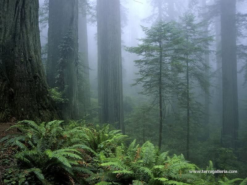 Redwood Forest with Ferns — Green