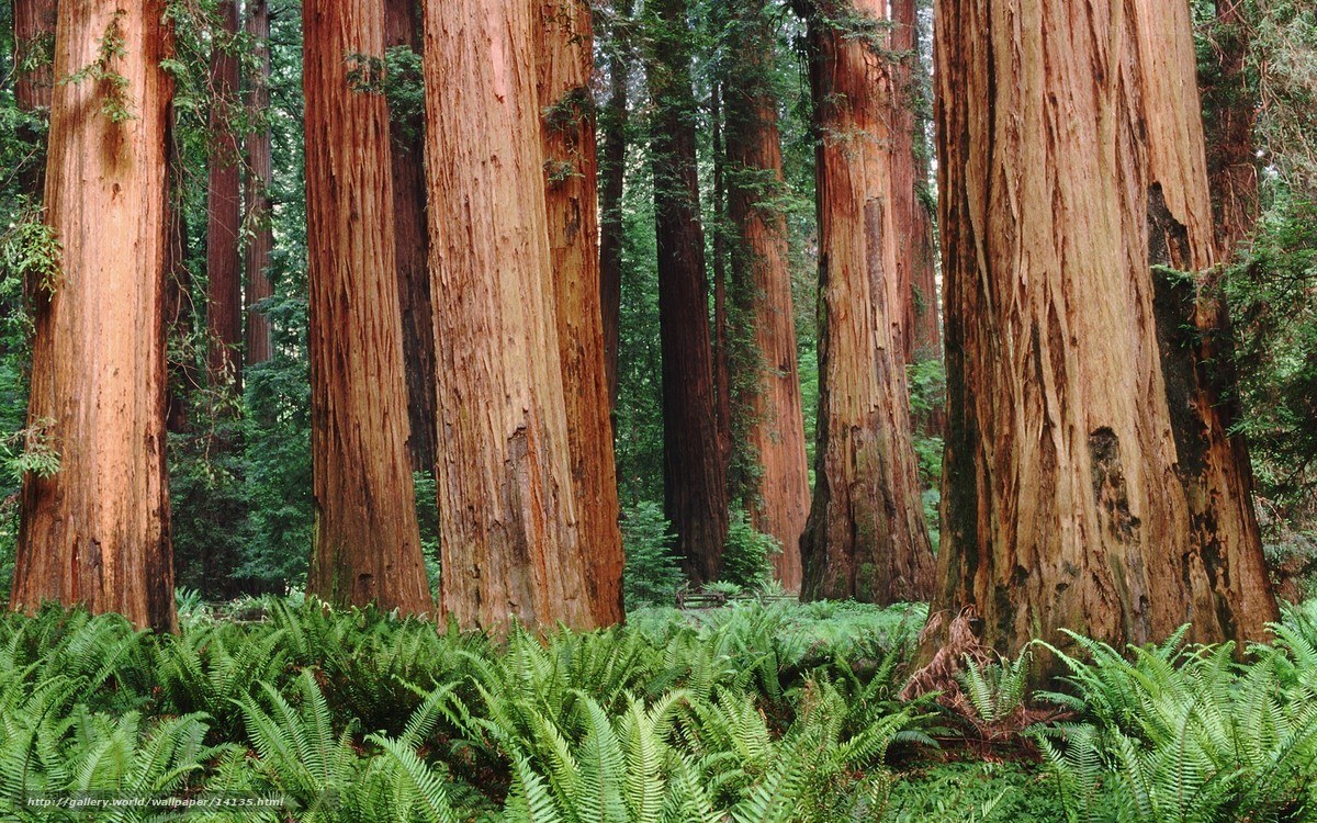 Redwood forest with ferns