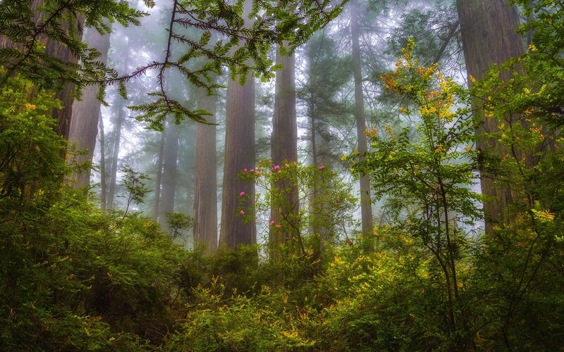 Redwood Forest with Flowers