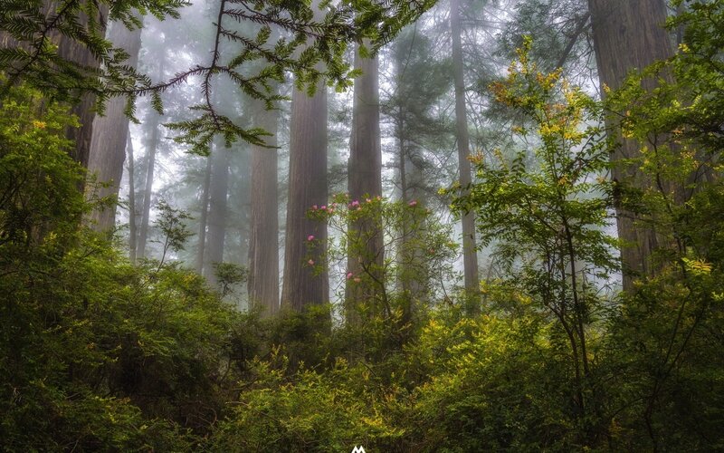 Redwood Forest with Fog