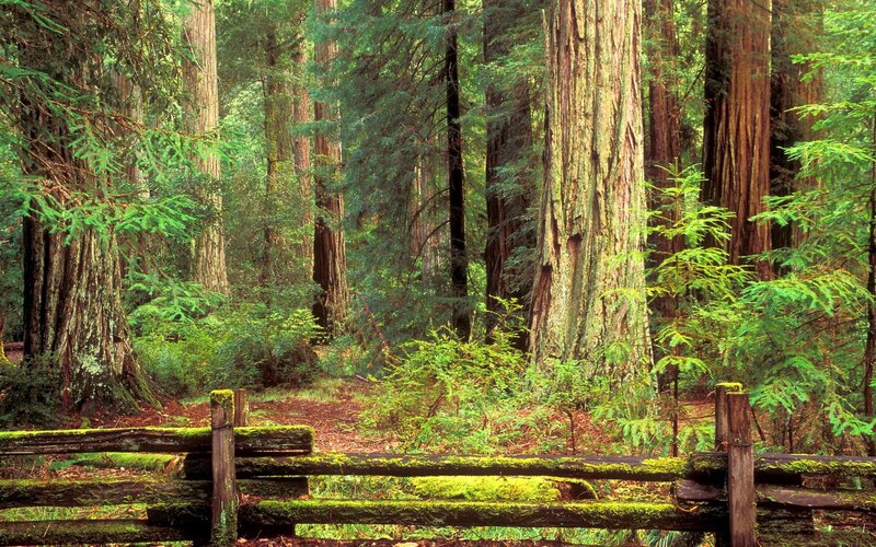 Redwood forest with mossy fence