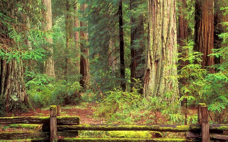 Redwood forest with mossy fence