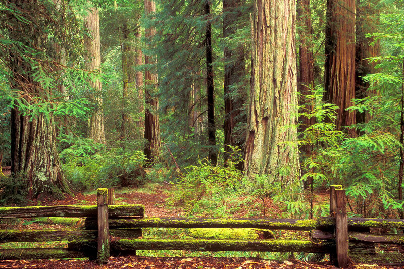 Redwood forest with mossy fence