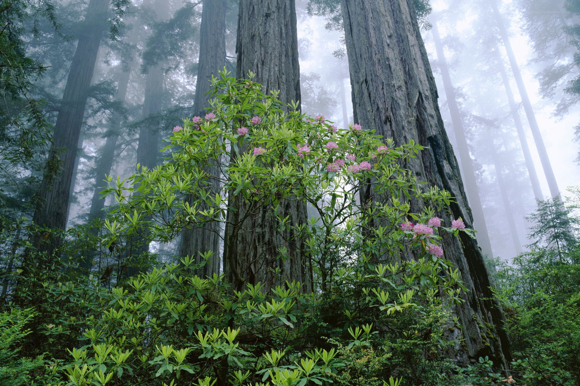 Redwood forest with rhododendron