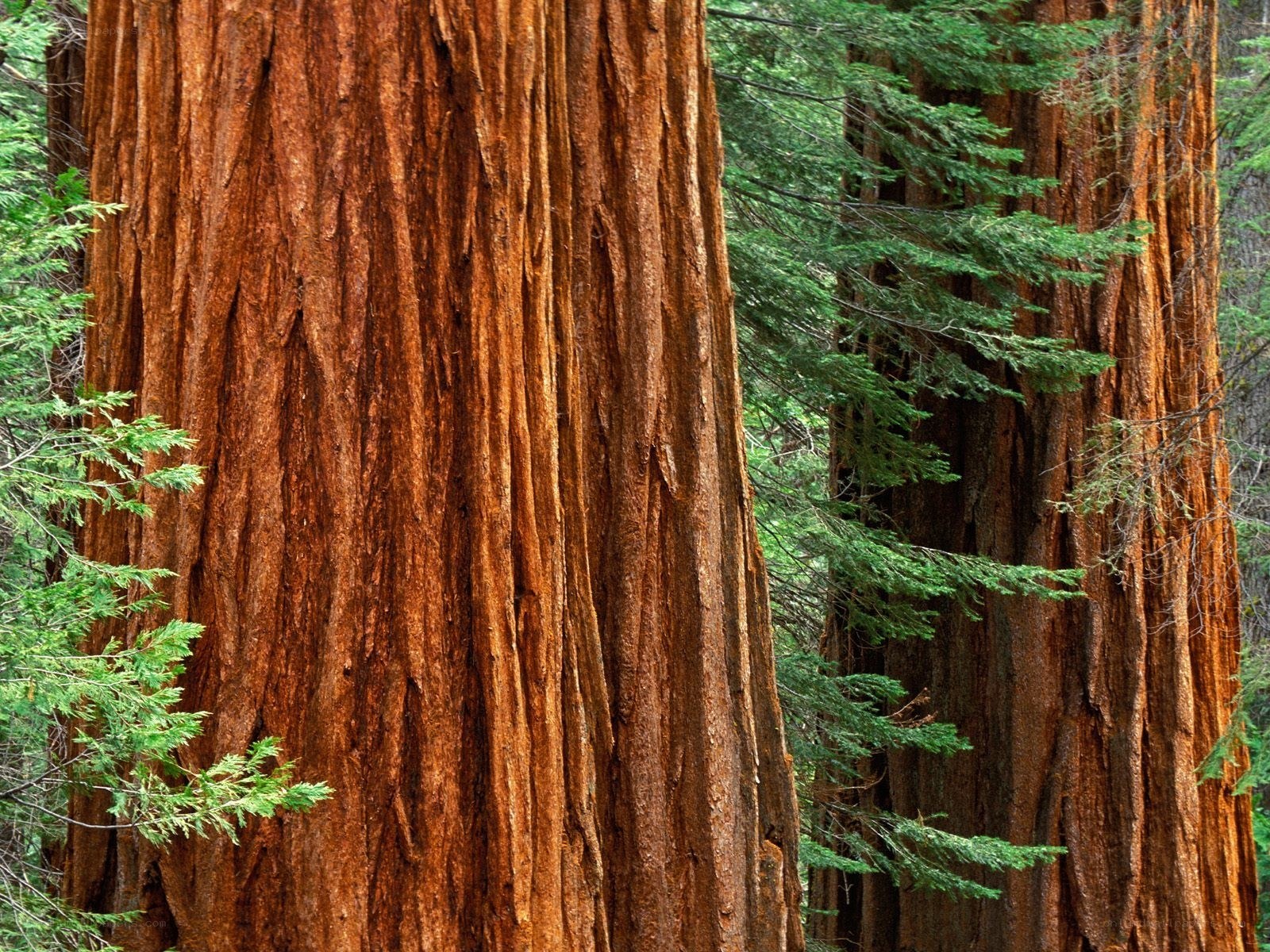Redwood tree trunk in forest