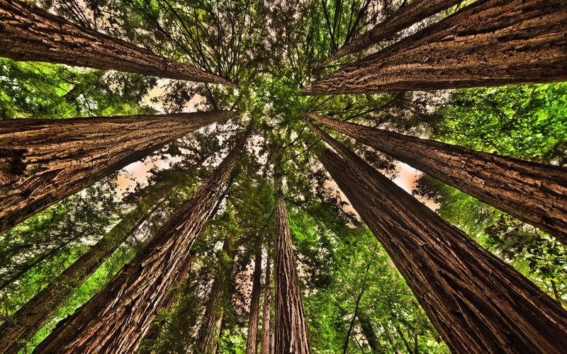 Redwood Trees from Below