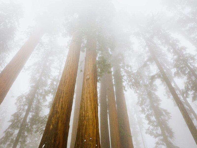 Redwood Trees in Fog — Brown, Misty