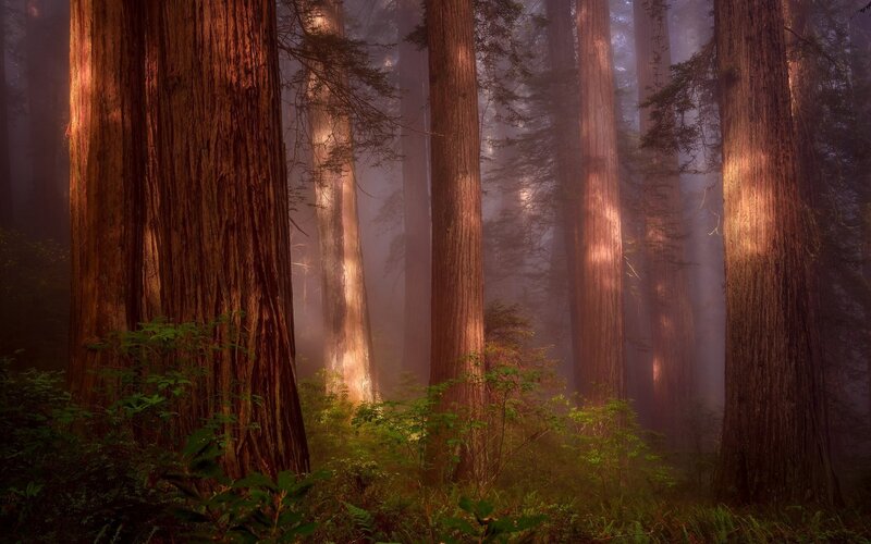 Redwood Trees in Fog — Brown