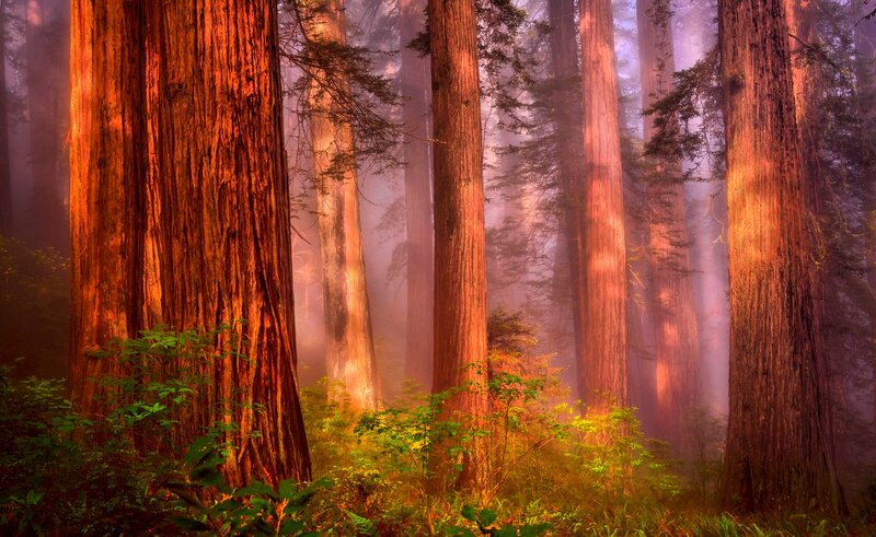 Redwood Trees in Fog