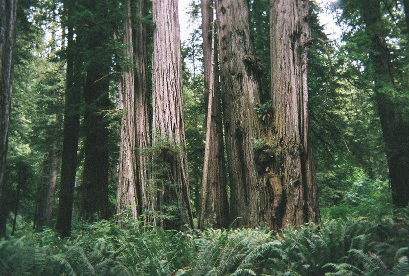 Redwood Trees in Forest — Green, Serene, Afternoon, Photograph, Ferns
