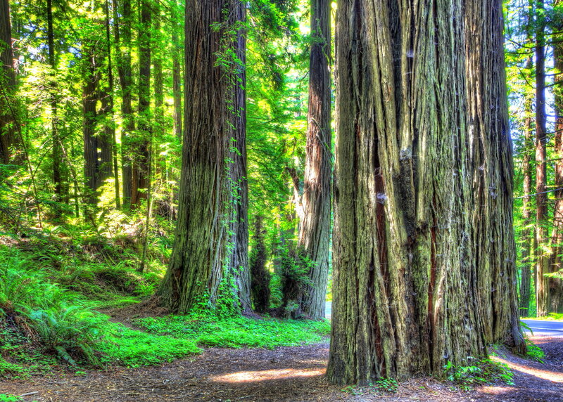 Redwood Trees in Forest