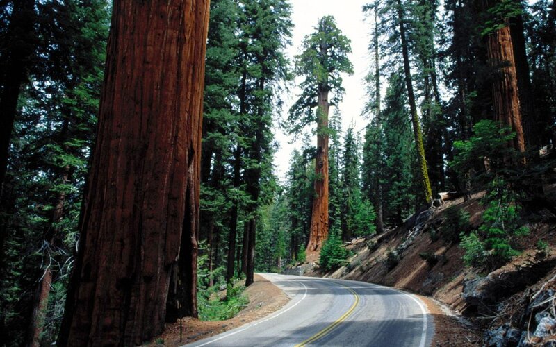 Redwood Trees on Road — Green