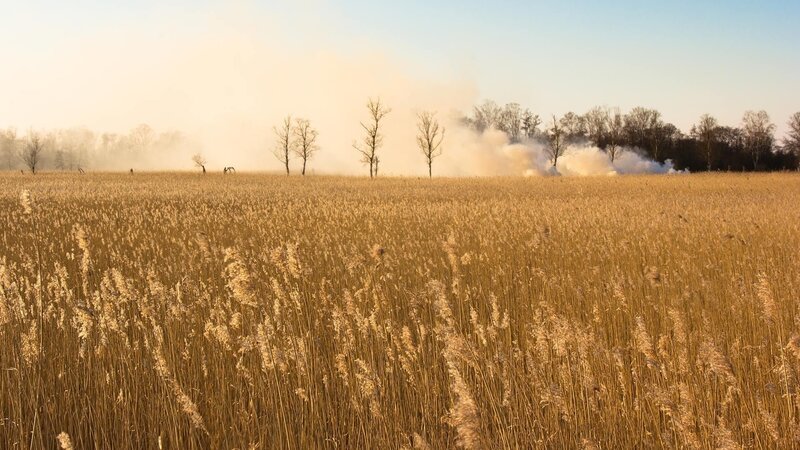 Reed field with distant smoke