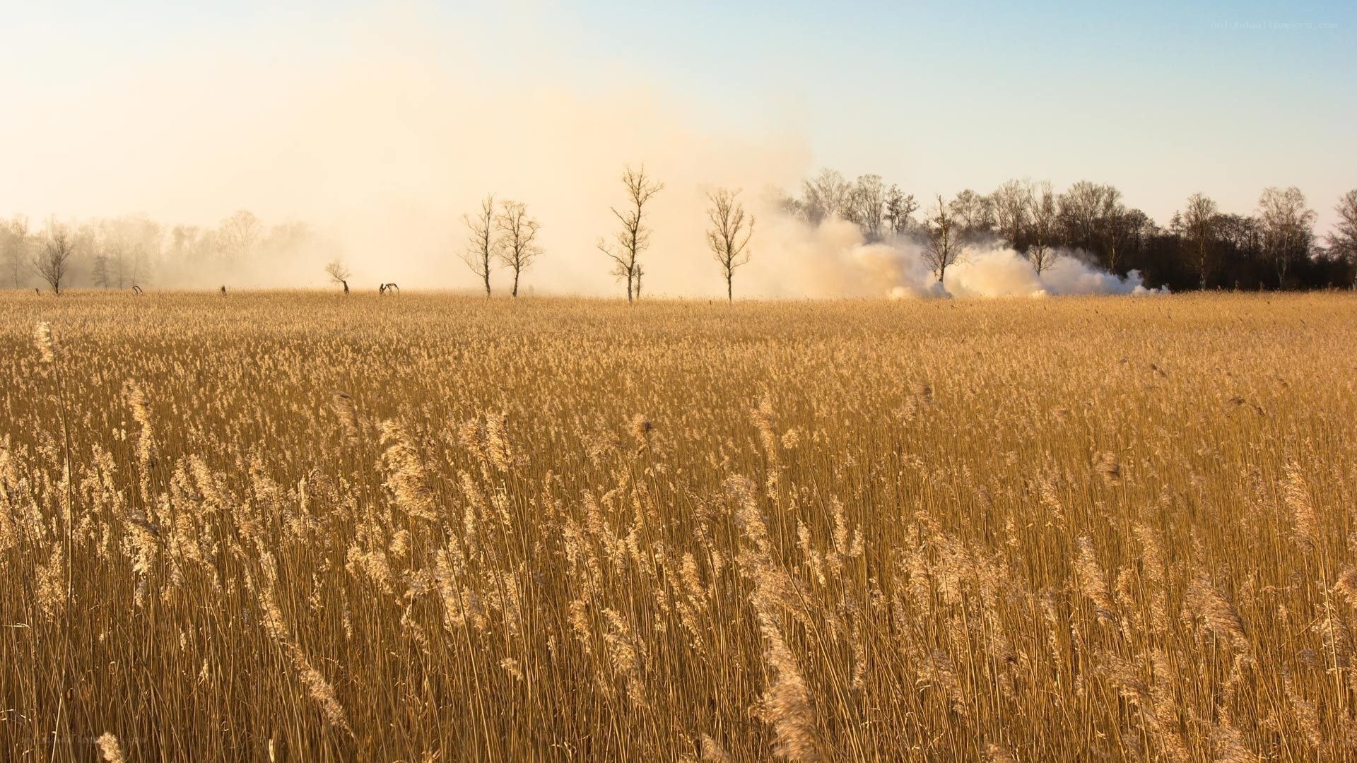 Reed field with distant smoke