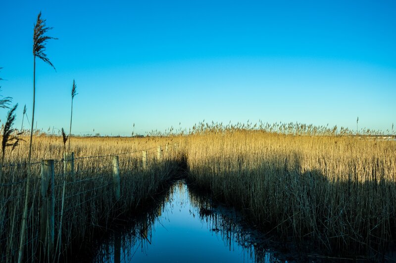 Reed Marsh with Stream