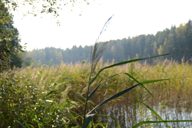 Reed Plant in Marsh