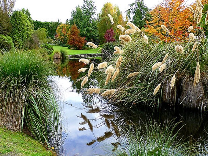 Reed Plants by Pond