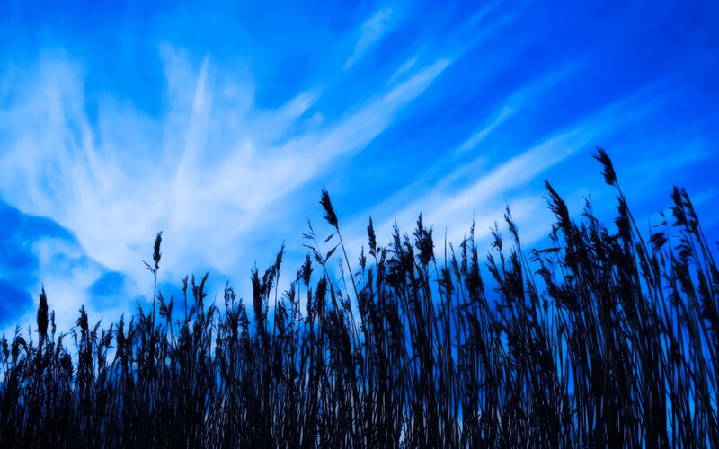 Reeds against a blue sky