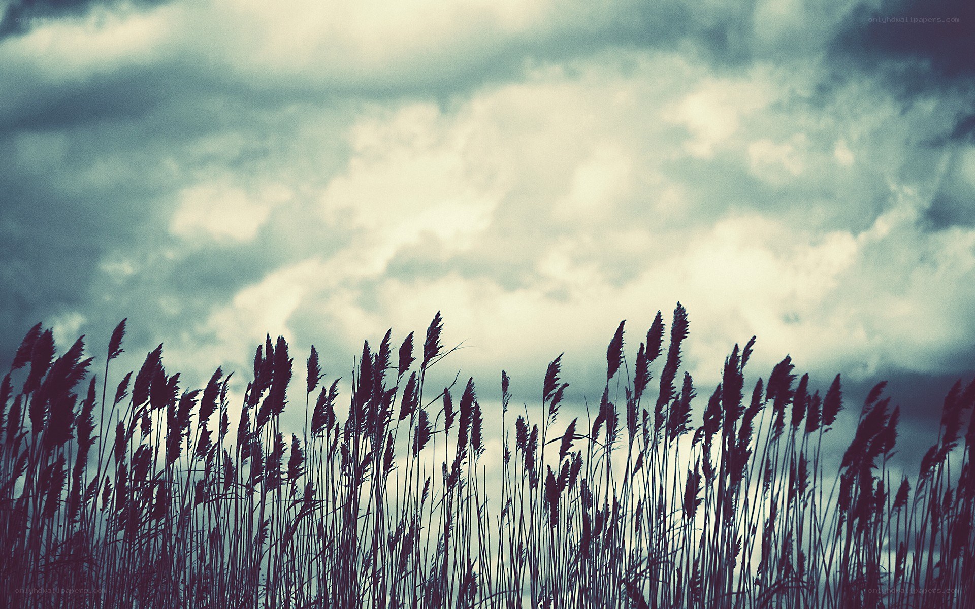 Reeds against a cloudy sky