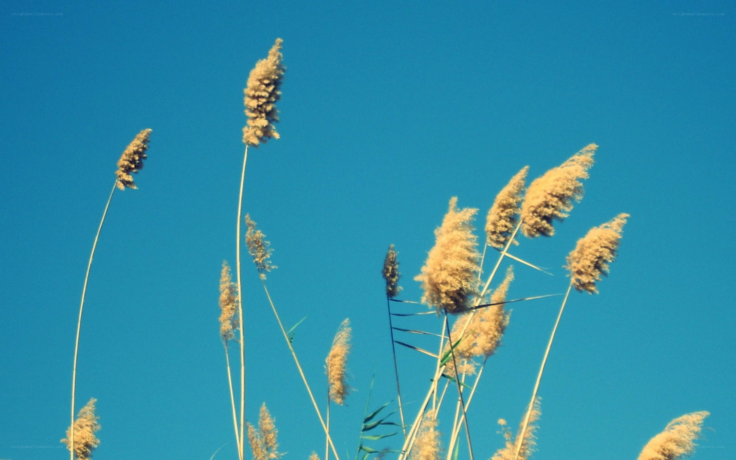 Reeds against blue sky