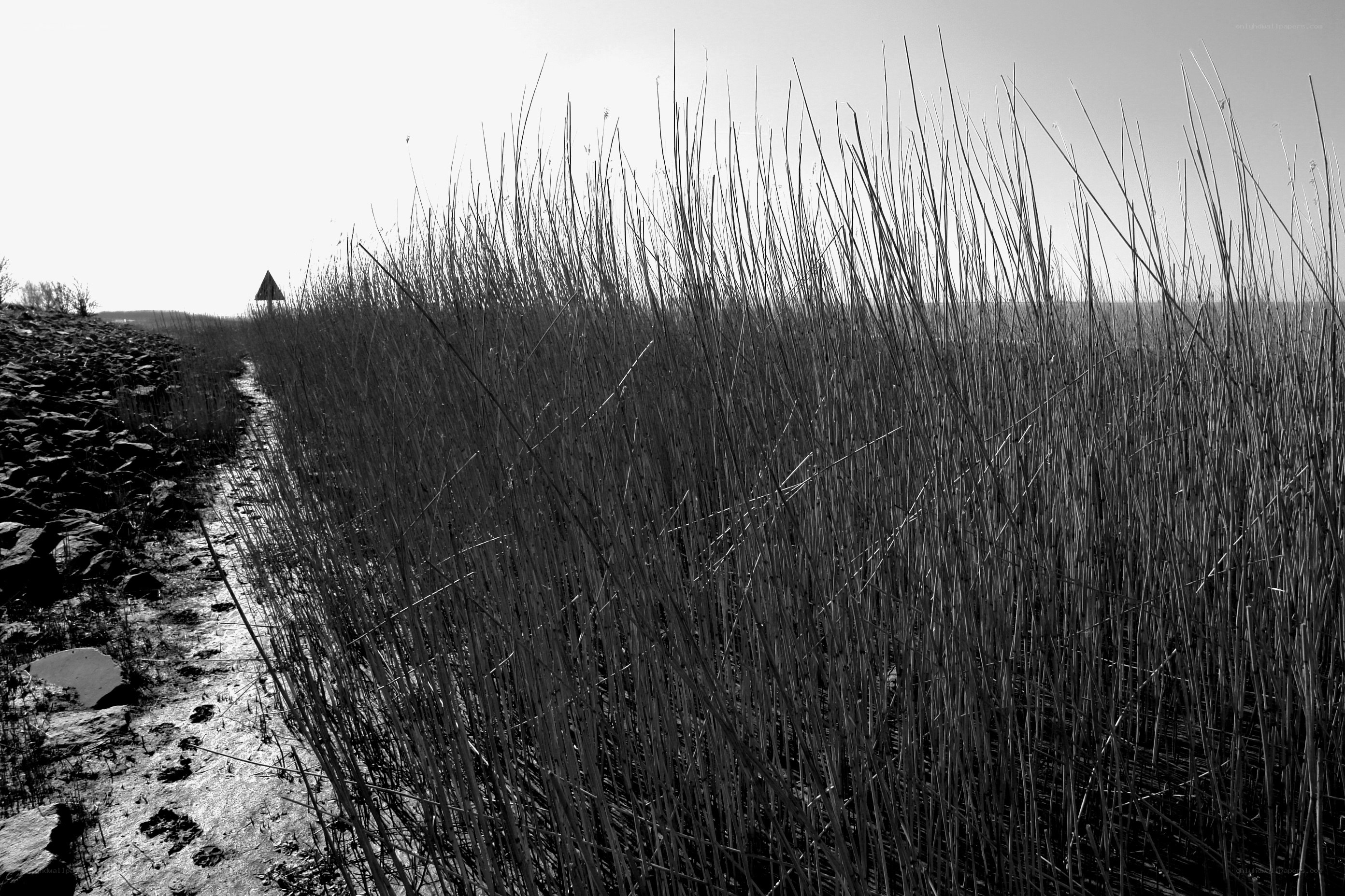 Reeds along a muddy path