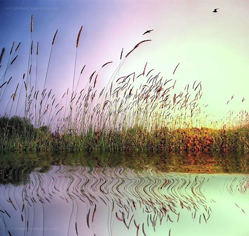 Reeds and birds at sunset