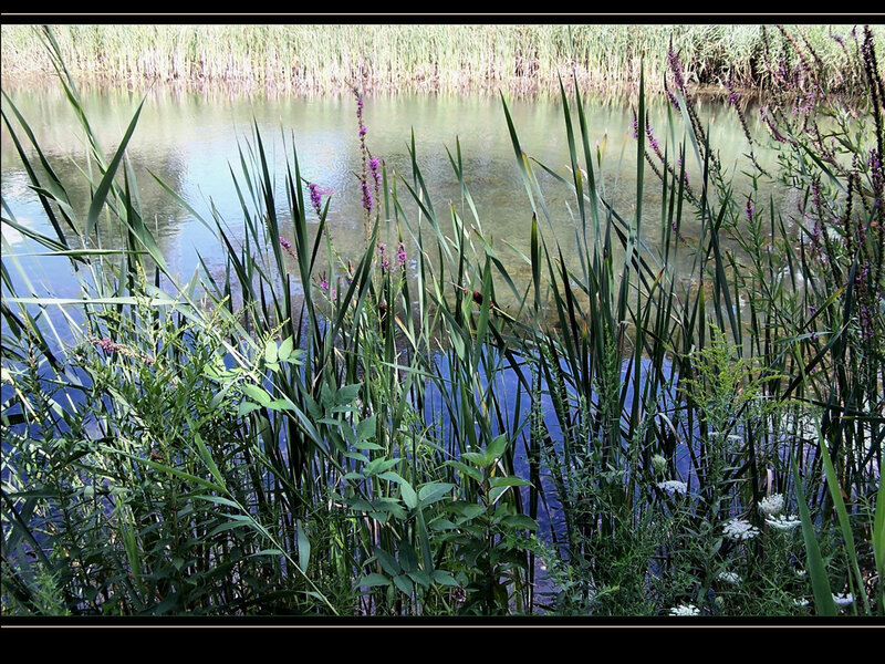 Reeds and flowers by the water