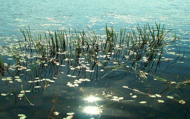 Reeds and lily pads on a lake