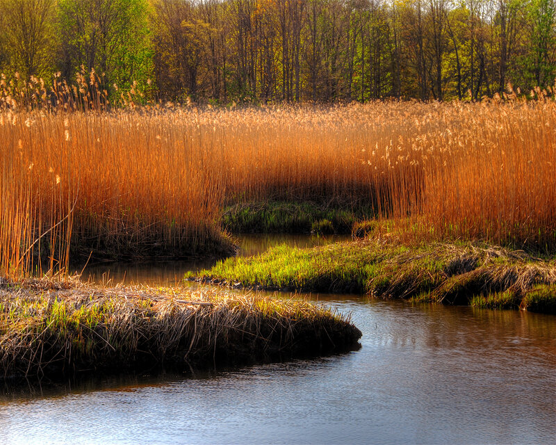 Reeds and stream in autumn