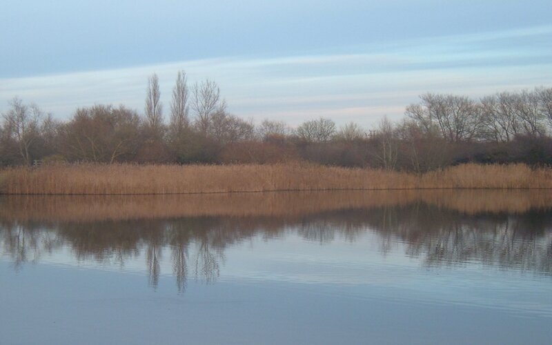 Reeds and Trees by Lake