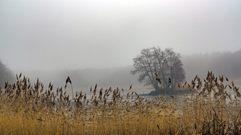 Reeds and Trees in Fog