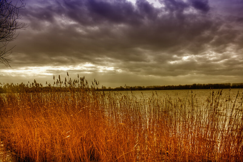 Reeds at a lake under stormy sky