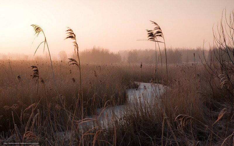 Reeds at dawn in a misty marsh