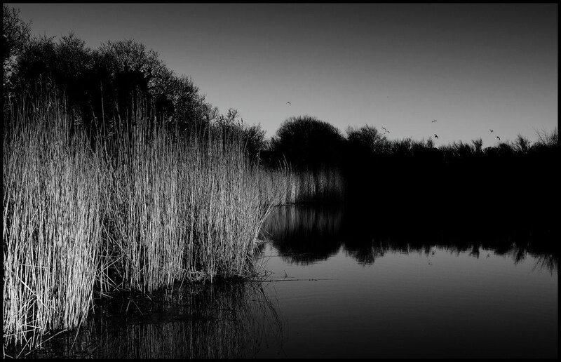 Reeds at dusk by a calm lake