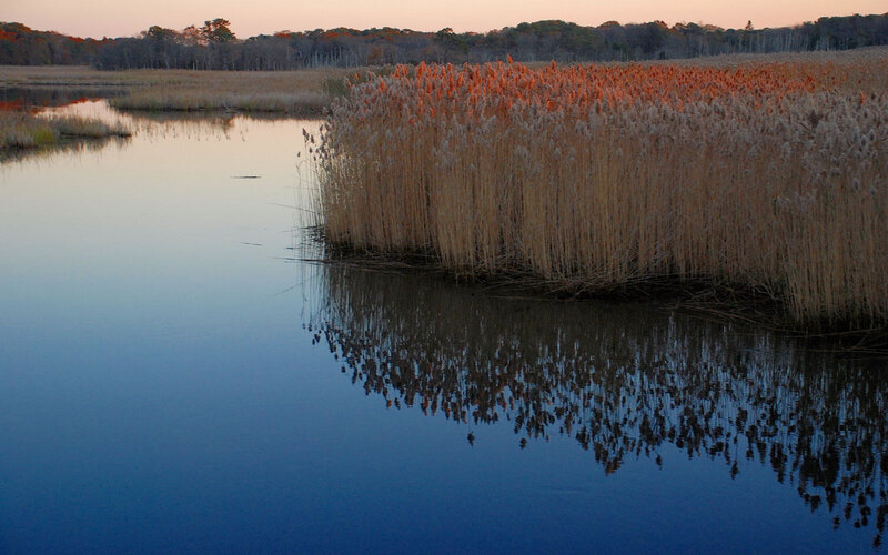 Reeds at dusk by the water