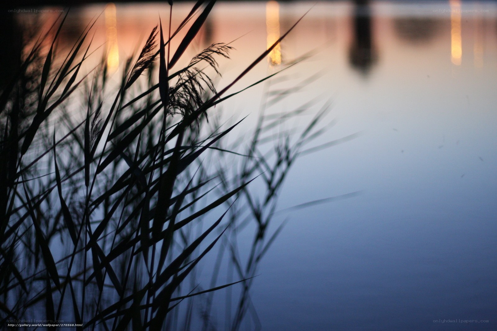 Reeds at dusk by the water