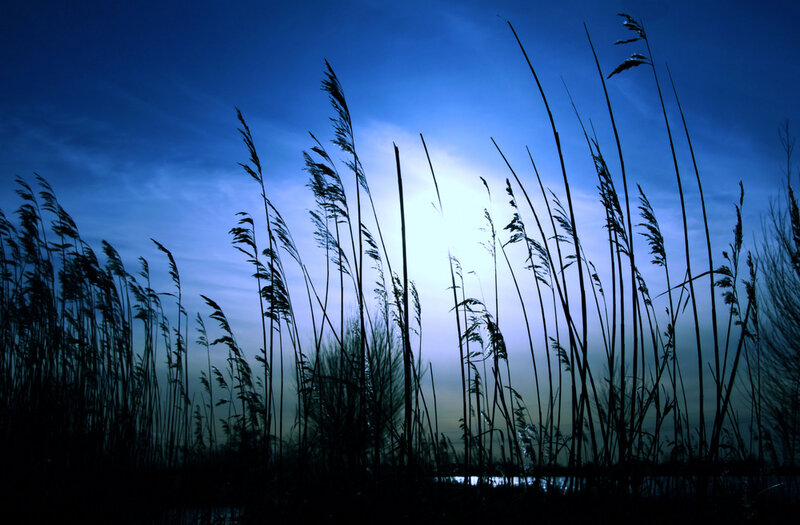 Reeds at dusk
