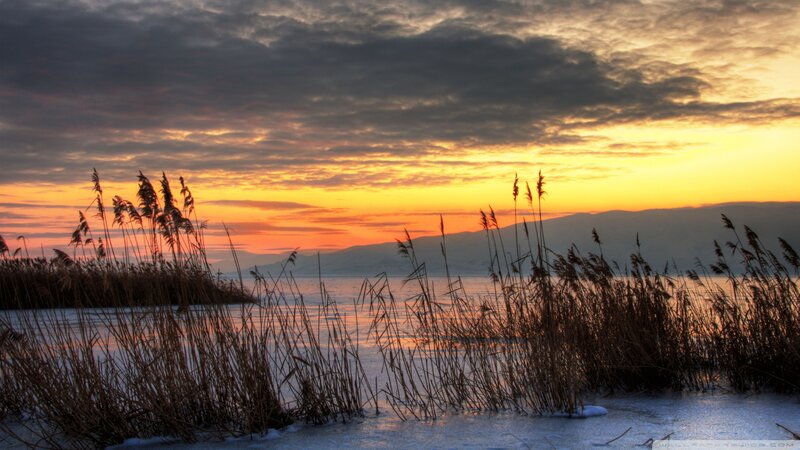 Reeds at Frozen Lake
