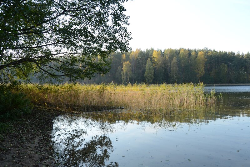 Reeds at Lake Edge — Green, Serene