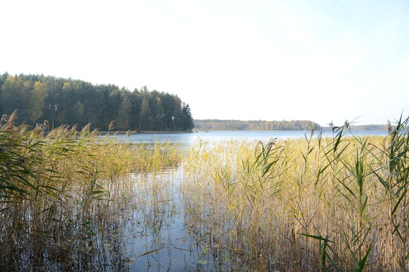 Reeds at Lake Edge — Green