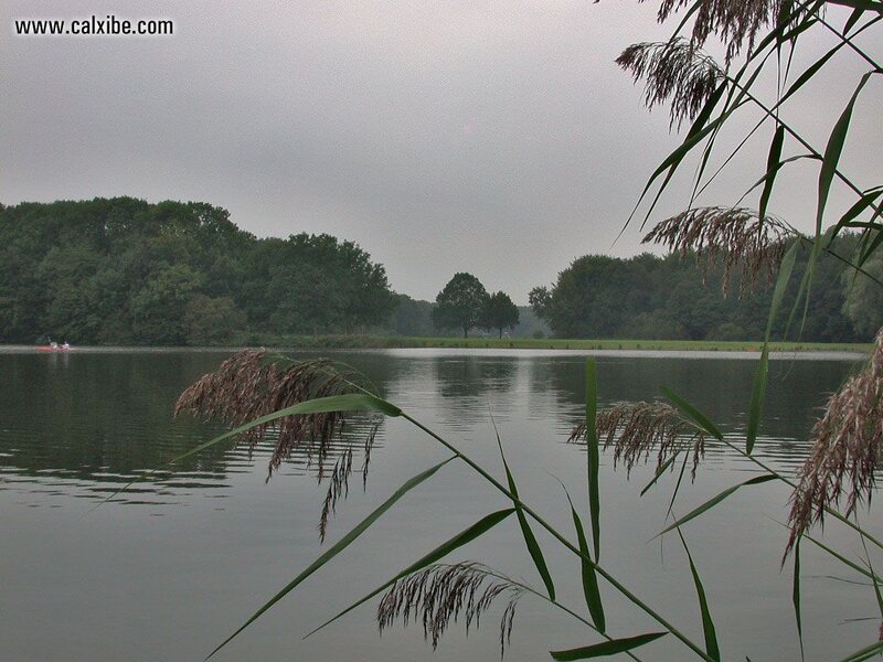 Reeds at Lake Edge