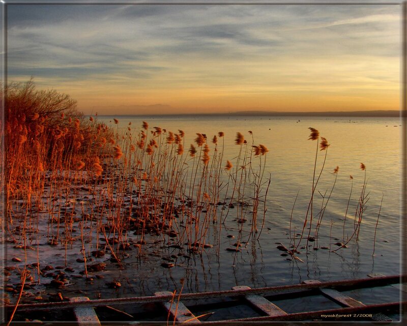 Reeds at Lake Shore