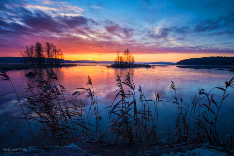 Reeds at Lake Sunset — Blue