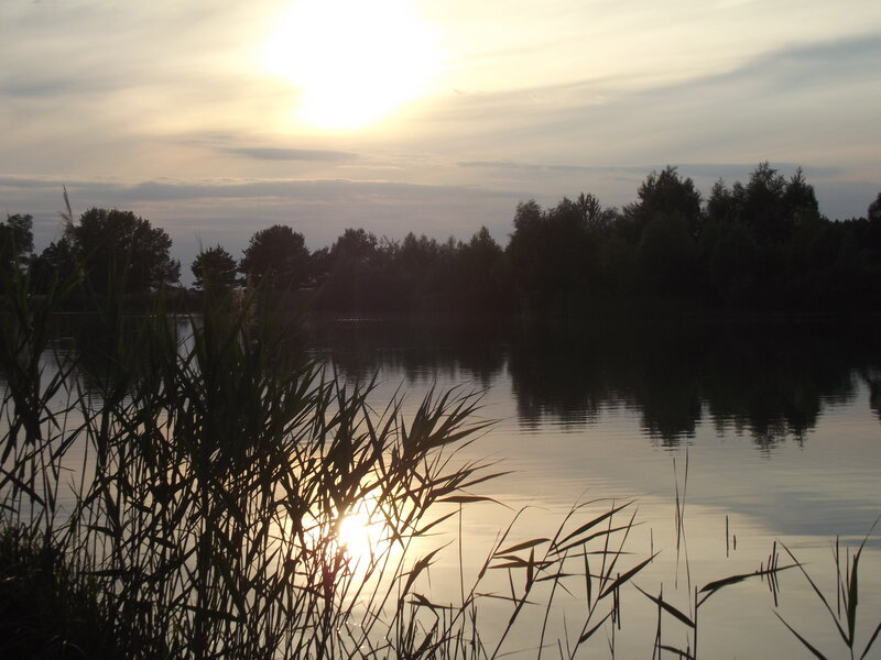 Reeds at Lake Sunset
