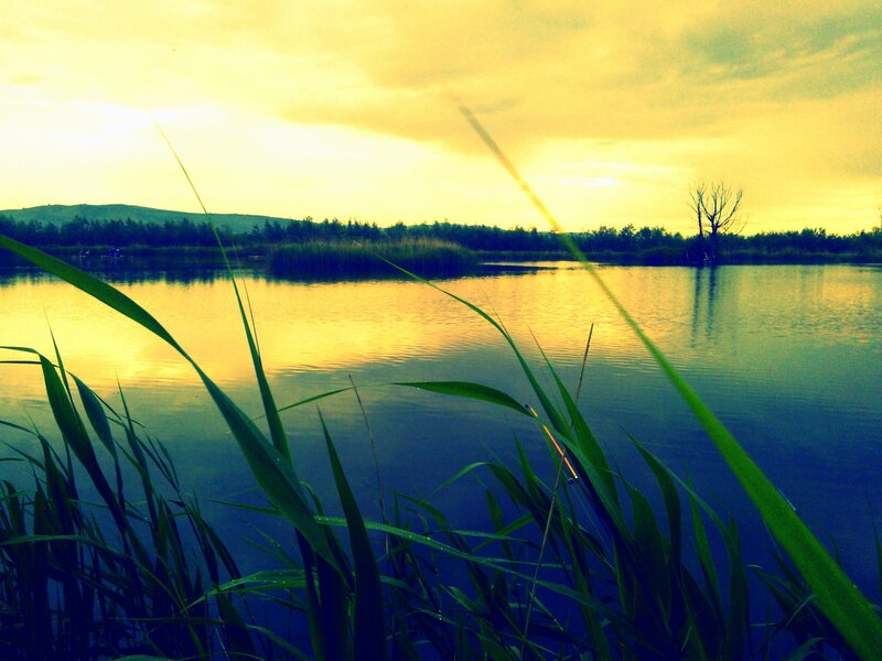 Reeds at Lake Sunset — Yellow