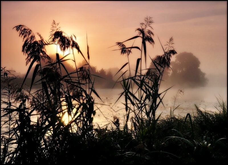Reeds at Sunrise — Orange
