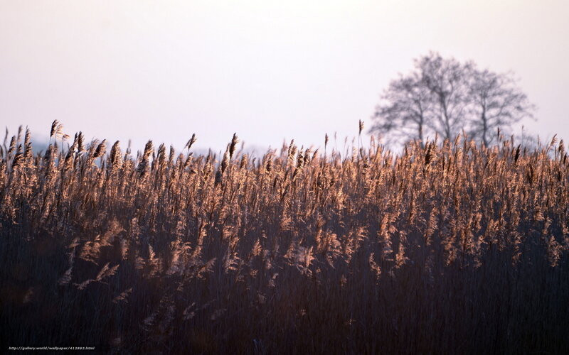 Reeds at sunrise